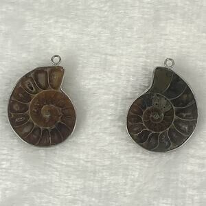 2 Ammonite Fossil Slice Pendants Polished Spiral Shell Brown 1.5" Silver Edge